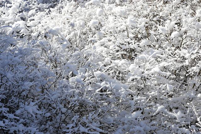 武山县太皇山：雪松琼枝绽冬韵