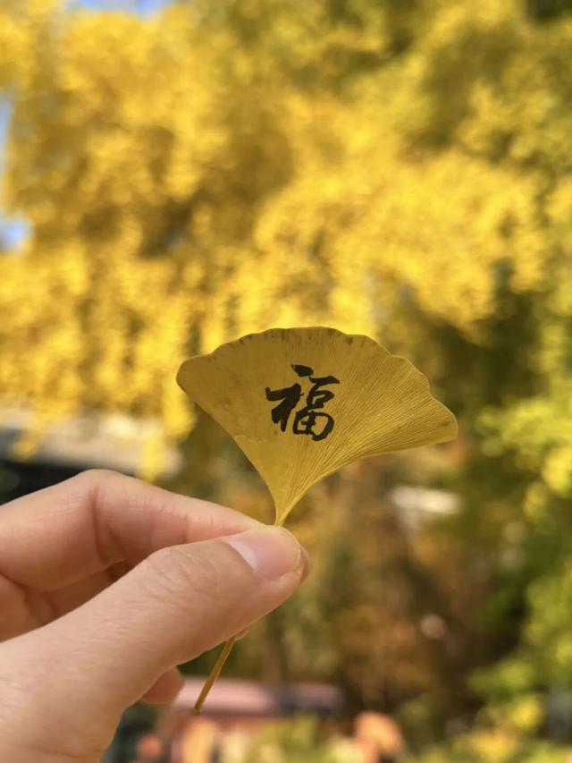 今日实况奉上！门头沟这片金黄！！！