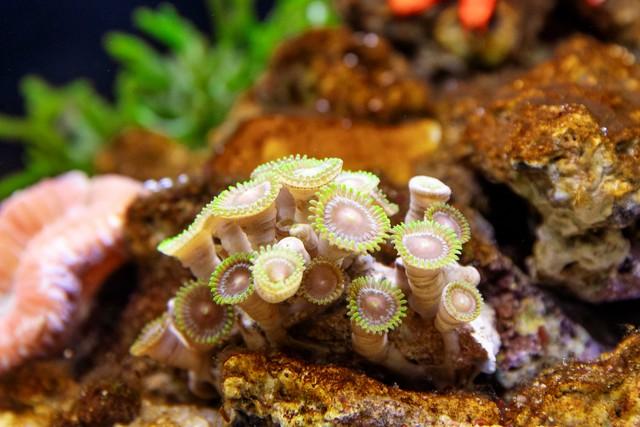 登五台山黛螺顶