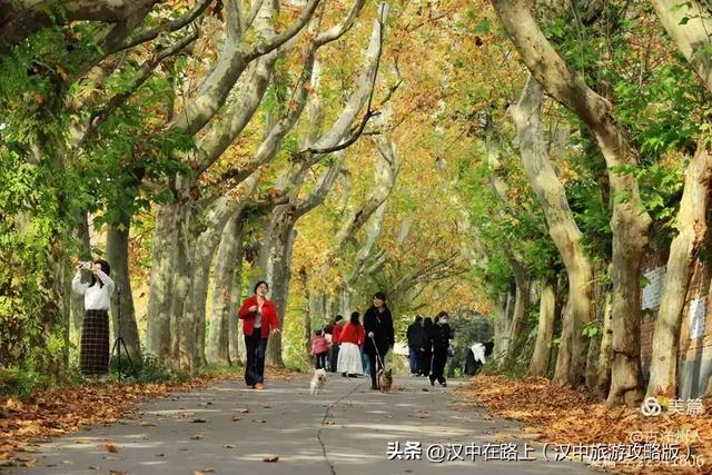 汉中老厂区的梧桐大道,太火了!