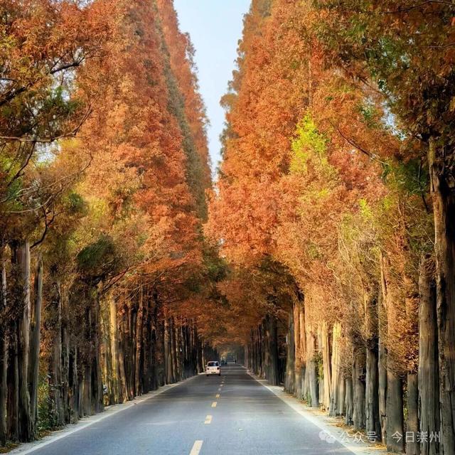 出片率100%！为崇州这些高颜值路连发三天朋友圈！