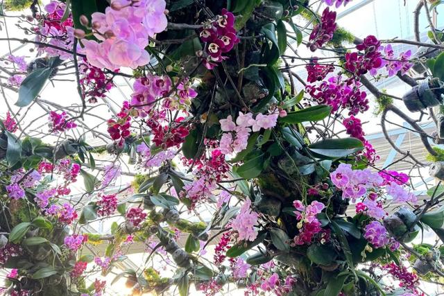 来逛超大冬日花果游园会，2026北京兰花文化嘉年华在昌平开幕 | 动态