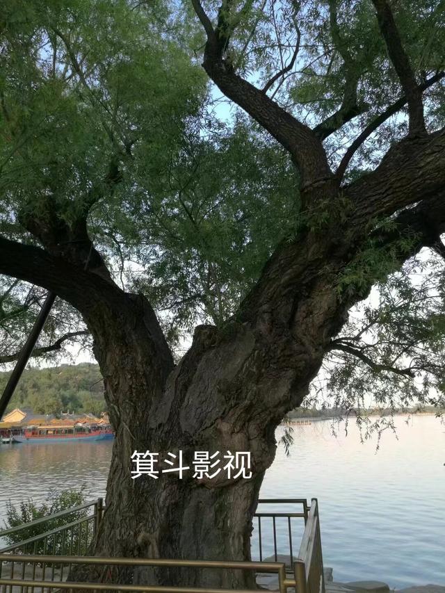 颐和园西堤古柳，三百年沧桑的见证者。