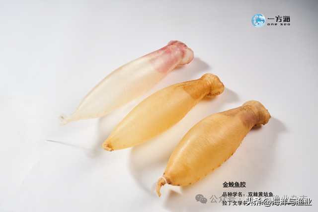 赤嘴鳘鱼胶多少钱一斤 2026年赤嘴鱼胶属于什么档次