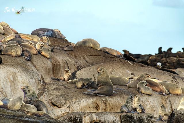血泪教训！25分钟航程让我湿透，开普敦海豹岛游览必看避坑指南