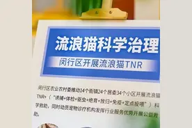 流浪猫成群！到底该怎么管？闵行这个小区用了这几招→图片