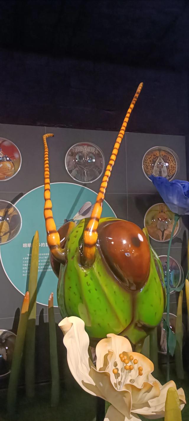 西安长安云昆虫展你来了吗