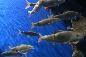 贝加尔湖是淡水湖，距海洋2000多公里，却为何生活着“海洋生物”图片