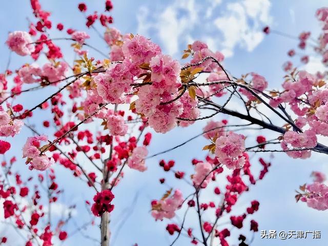 最新 | 天津水上公园公告！