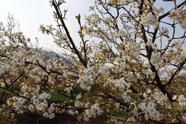 弥渡东谷万亩梨花绽放，赏花正当时！