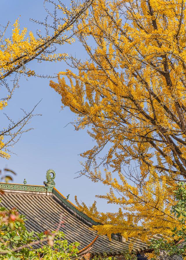 古寺暴击，在禅意中观赏金色银杏叶