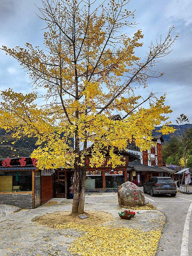 2024深秋四川行19 神农架风景区2 华中屋脊的五彩秘境