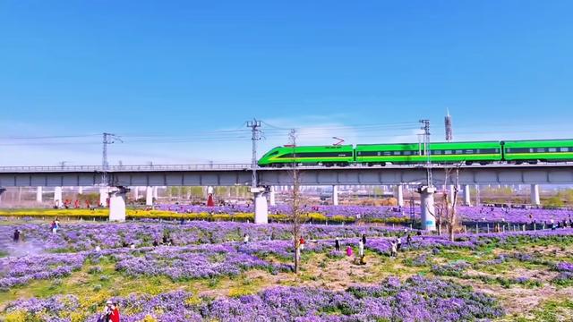 从“赏花游”到“春日经济” 日照的春天“一路生花”