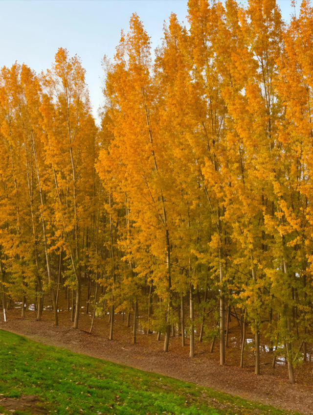 西安城区4个绝美秋景打卡地！