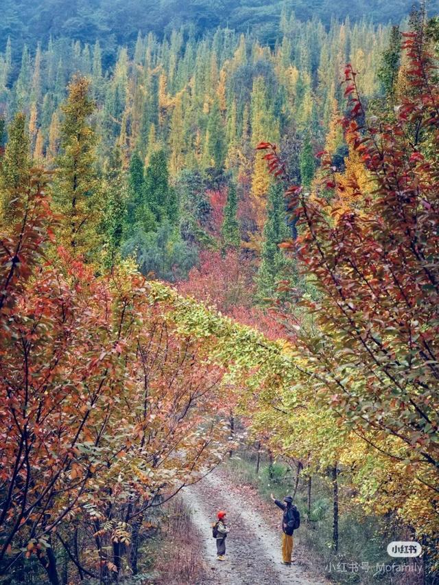 黄了！彩了！1h刹拢成都最近赏秋地，徒步拿奖牌、邂逅古寺银杏！老街美食好吃惨！