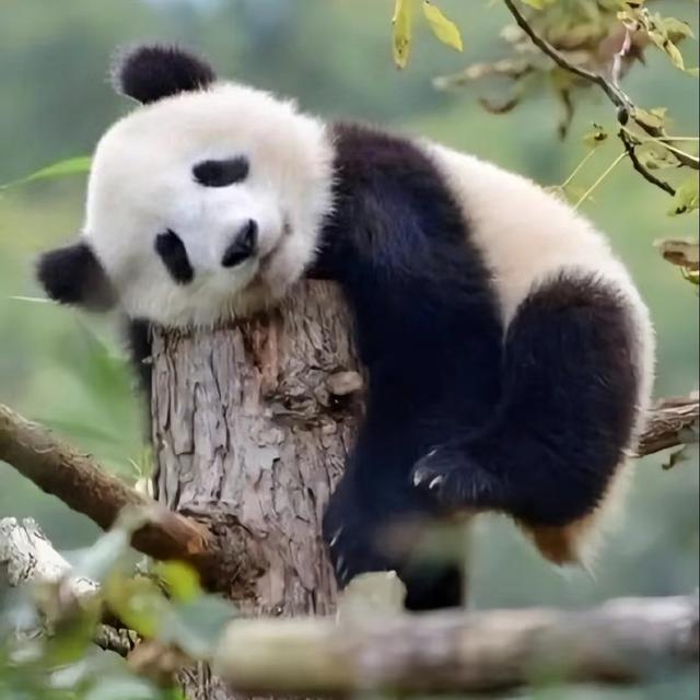 我是上海人，游旅游景点熊猫基地见熊猫贪睡，南门外花海却很惊喜