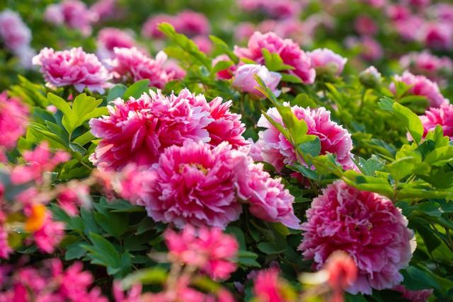 来“千年古都—洛阳”旅游，后劲太大！