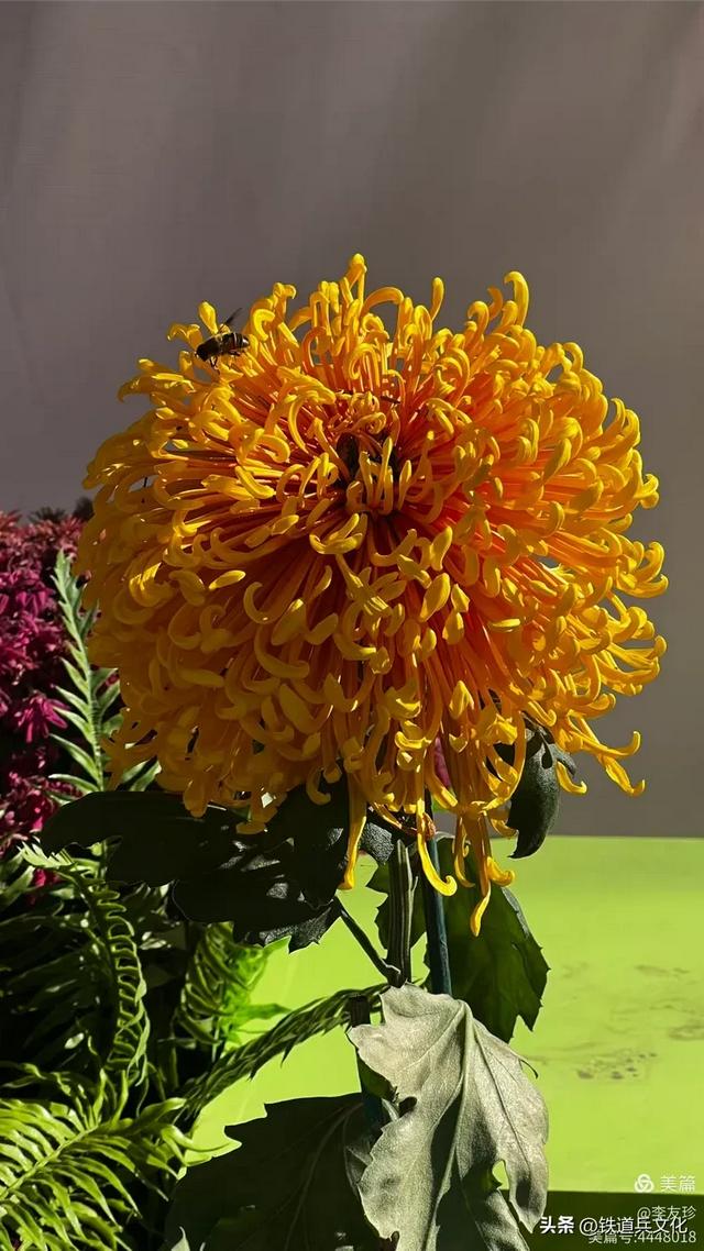 李友珍||岁月倏然·菊韵飘香——紫竹院公园的菊展