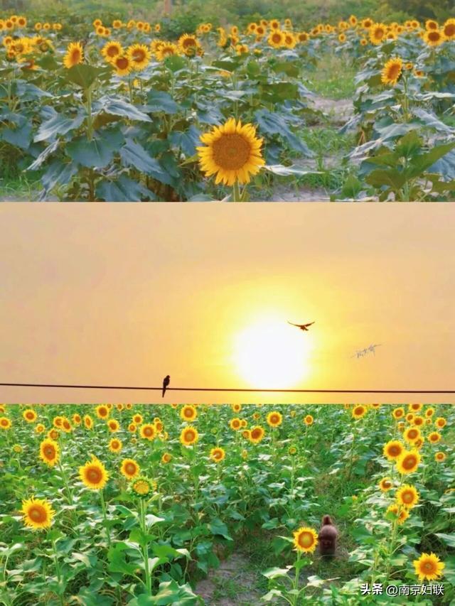 秋日南京，金色相逢