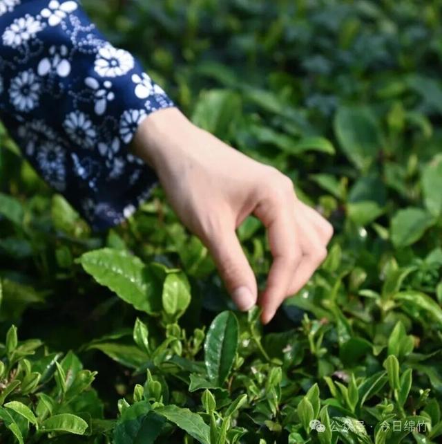 露营、品茗、烧烤…… 绵竹这处秘境太诱人了！赶紧冲……