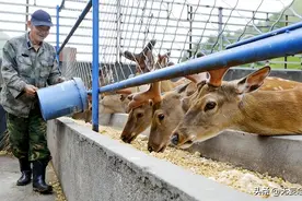 风靡古代的鹿肉，现在为什么没人吃了？养殖户：3个缺点很难改变图片