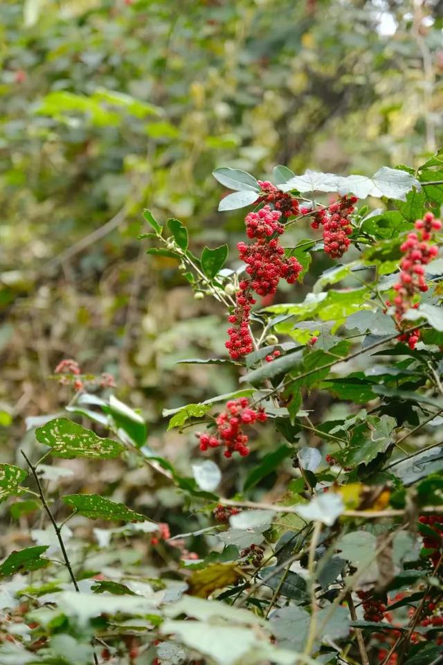 因何而徒,步履发声——徒步众生相