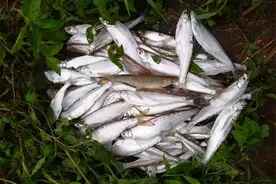 野钓白条鱼，用这种方法钓水皮，时速轻松过百图片