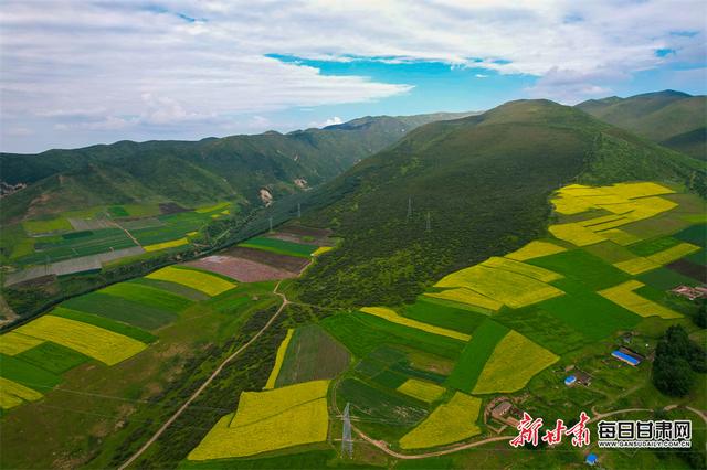 美出圈了！天祝毛毛山下铺展“金色拼图”
