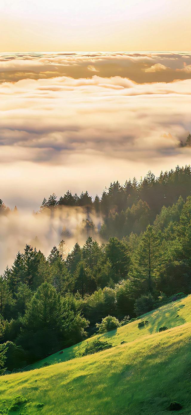 手机壁纸|清新自然，绿色风光美景