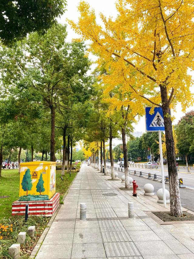 大邑银杏@你，初冬限定“金”喜，请查收！