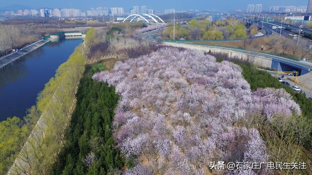 限定粉色浪漫！西三环这片6000㎡山桃花海已上线，错过再等一年！