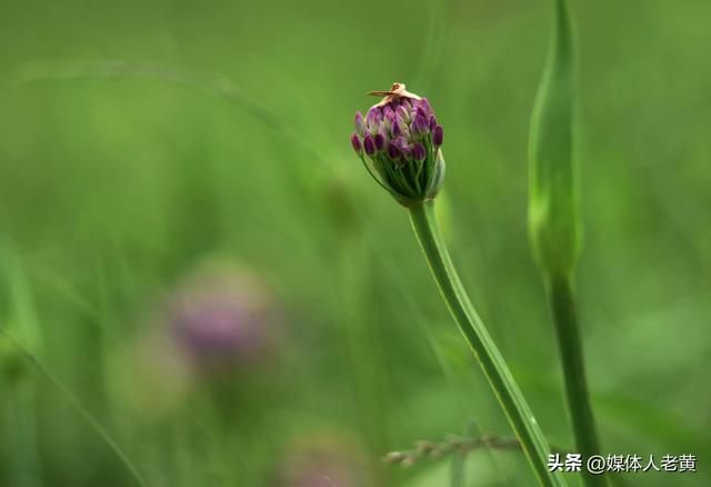 六盘水“贵州屋脊”韭菜坪清凉气候吸引各地游客赏景避暑游
