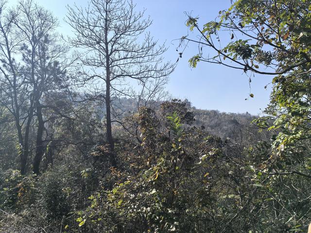 南京龙尚湖，大连山，佘村一日郊野徒步