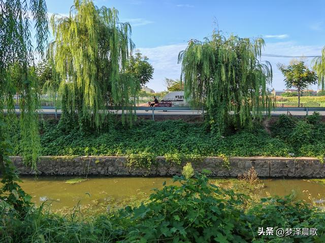 垂柳树下乐逍遥