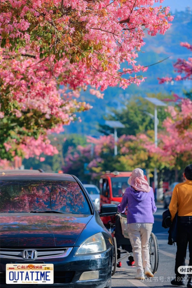 美疯了！高铁直达“四川小三亚”，花海开爆！草莓按盆吃，烧烤香迷糊！