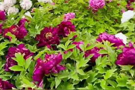 芍药比牡丹差哪里？牡丹是真国色，芍药就妖无格了！图片