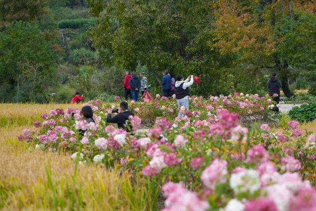 11月去塔川，邂逅乌桕树的“三级变色”，每棵树都是流动的油画