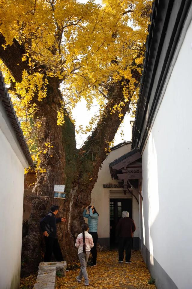 东山这棵树龄2000岁的“银杏王”,已在观赏期