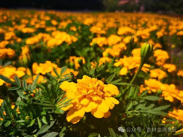 通化龙湾花海进入高光时刻，快来入仙境吧！