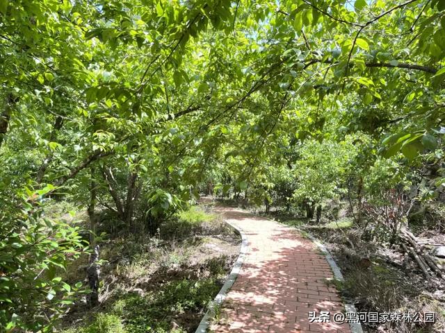 绿野仙踪+山水秘境！快来黑河抓住夏天的尾巴，奔赴一场绿意清凉之约