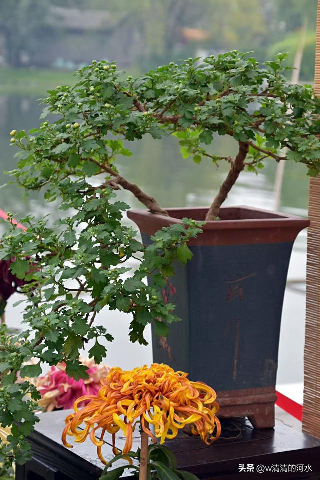 菊花是秋天里美丽的图画