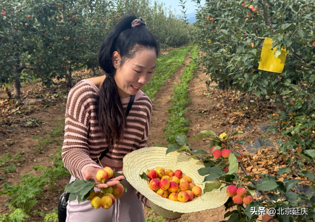 约好了哦~金秋一起到延庆摘海棠