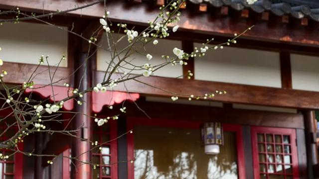 限时“梅”景！郫都这座千年古寺，藏着冬日最治愈的禅意与浪漫