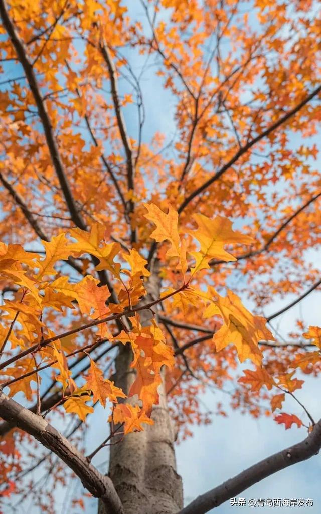 走不出这画了，我已被西海岸的秋景迷倒 🥹