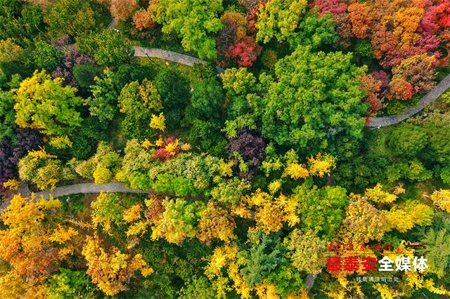 泰城深秋遍染金裳 斑斓画卷映眼帘