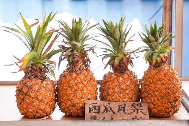 摘不完！根本摘不完！肇庆最新水果采摘好去处，gogogo~
