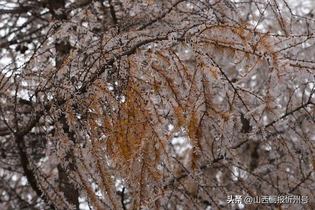 五台山景区雾凇奇观：金秋银装绘就冰雪童话