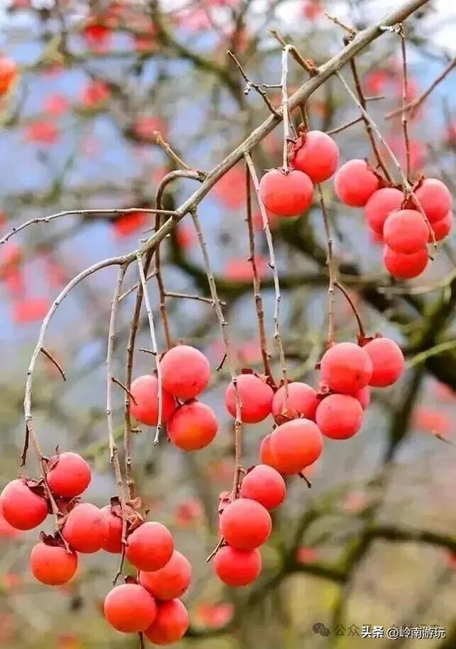 西安周边2小时行程内，免费摘柿子拍照打卡之地推荐！