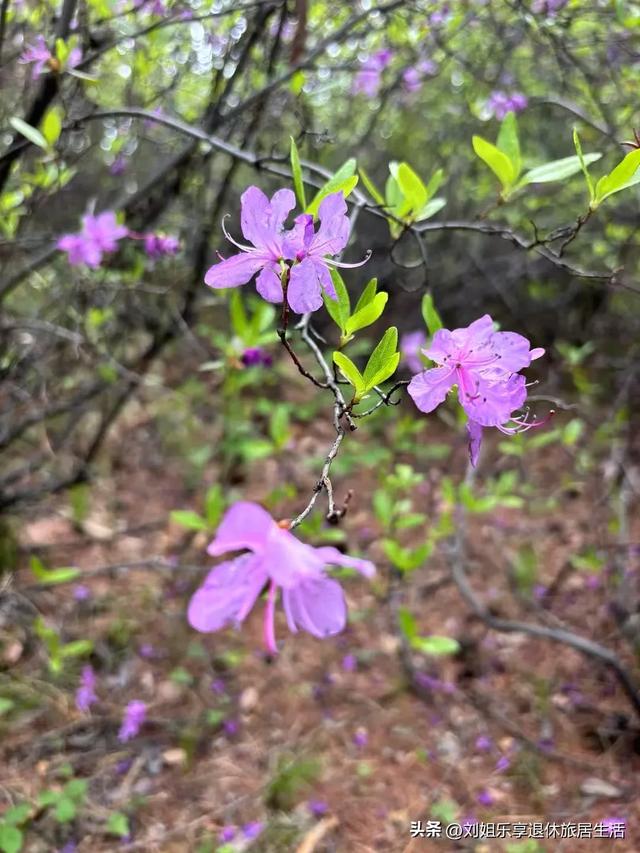 自驾331国道从黑河到漠河，一路找北寻北过程真实记录（二）