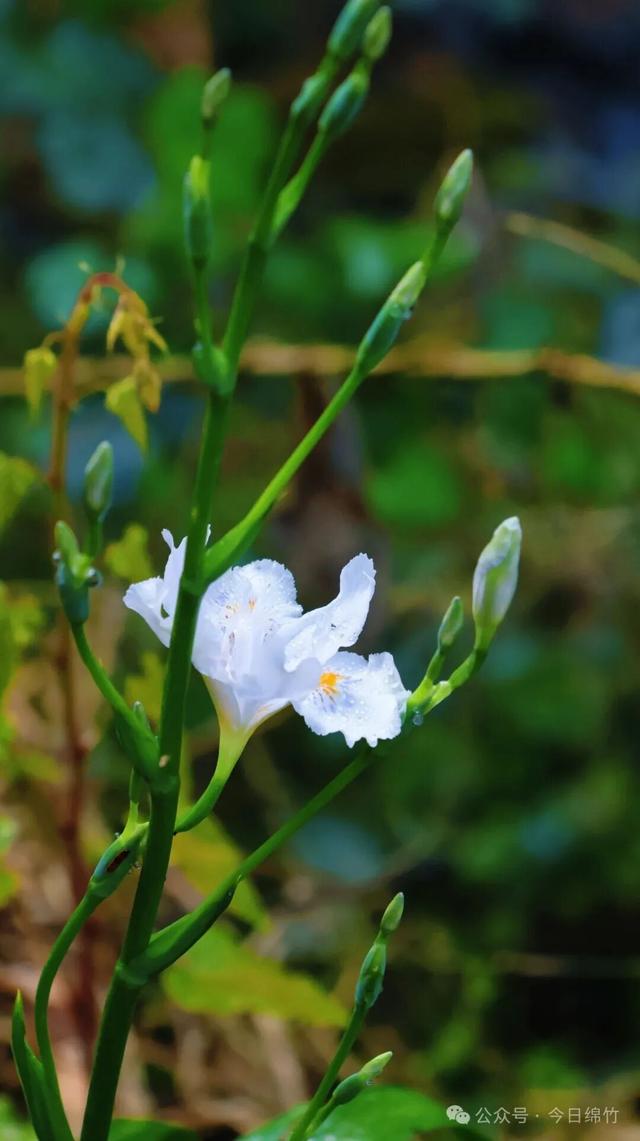 超美！绵竹新增一登山步道！沿途有瀑布群、观景台、云海……